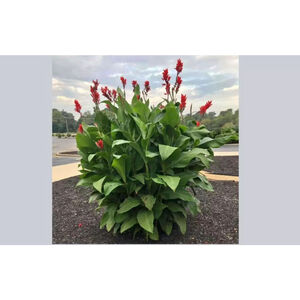 33 Red Canna Lily Rhizomes Bulbs Lot Hummingbirds Love Them 4-6 feet